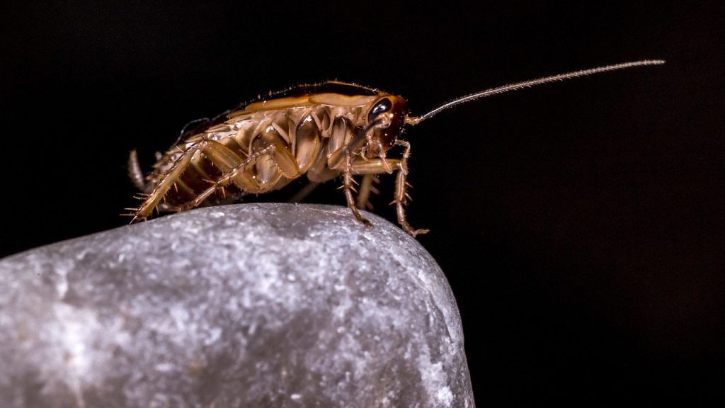 Éradiquer les blattes et cafards sur Toulouse grâce à l'aide d'un professionnel