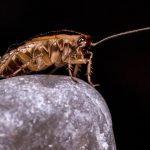 Éradiquer les blattes et cafards sur Toulouse grâce à l’aide d’un professionnel